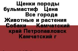 Щенки породы бульмастиф › Цена ­ 25 000 - Все города Животные и растения » Собаки   . Камчатский край,Петропавловск-Камчатский г.